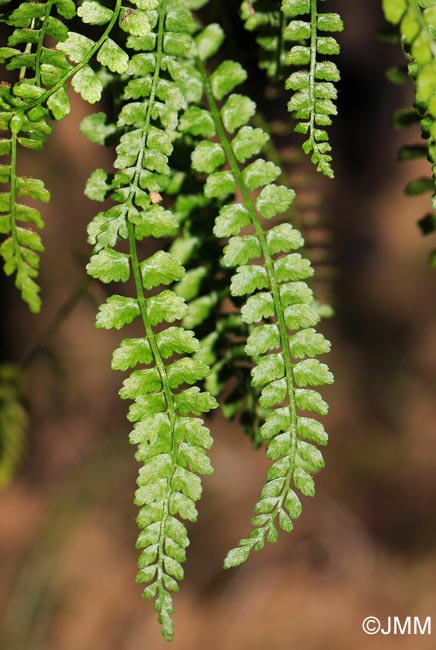 Asplenium viride