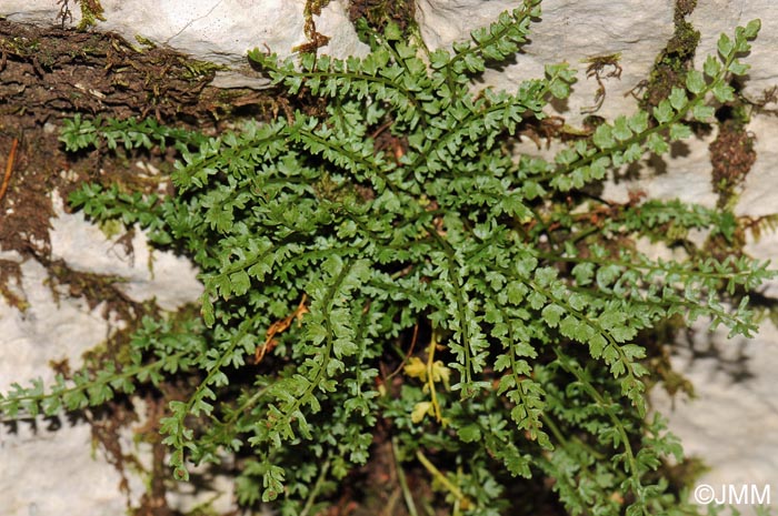 Asplenium viride var. incisum