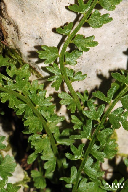 Asplenium viride var. incisum