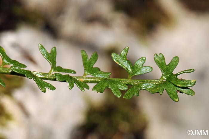 Asplenium viride var. incisum