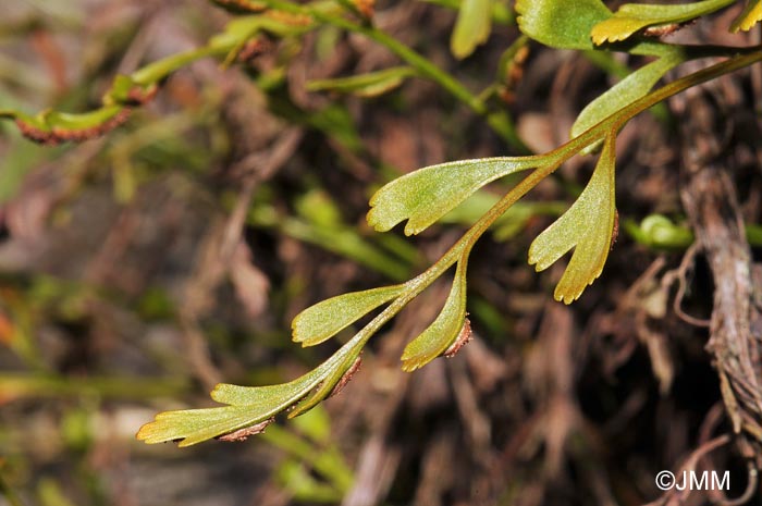 Asplenium x alternifolium