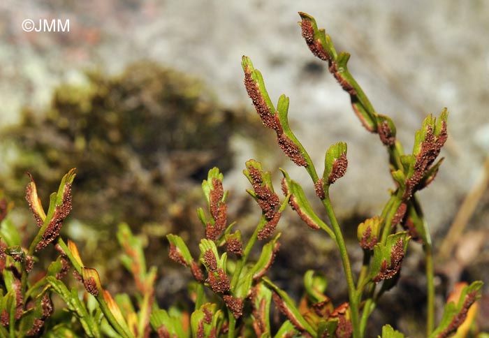 Asplenium x alternifolium