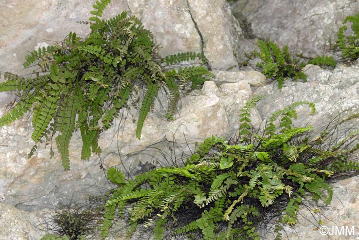 Asplenium trichomanes subsp. hastatum x  Asplenium trichomanes subsp. quadrivalens = Asplenium trichomanes nothosubsp. lovisianum