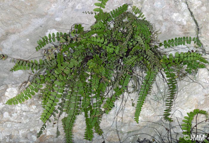 Asplenium trichomanes subsp. hastatum x  Asplenium trichomanes subsp. quadrivalens = Asplenium trichomanes nothosubsp. lovisianum