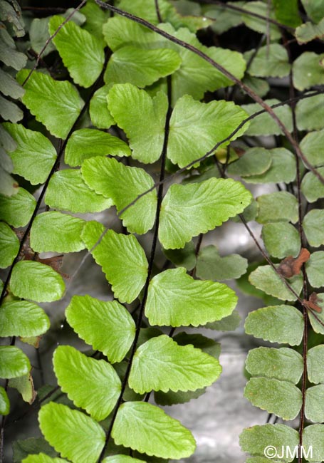 Asplenium trichomanes subsp. hastatum x  Asplenium trichomanes subsp. quadrivalens = Asplenium trichomanes nothosubsp. lovisianum