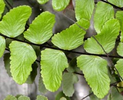 Asplenium trichomanes nothosubsp. lovisianum