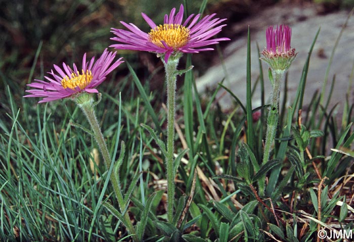 Aster alpinus subsp. cebennensis