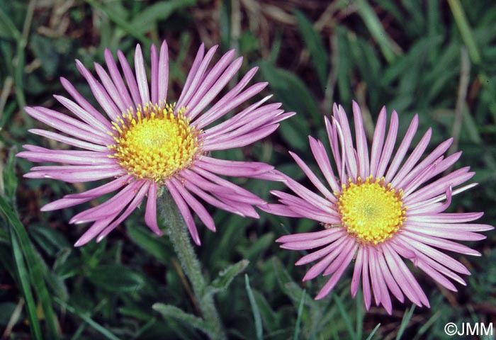 Aster alpinus subsp. cebennensis