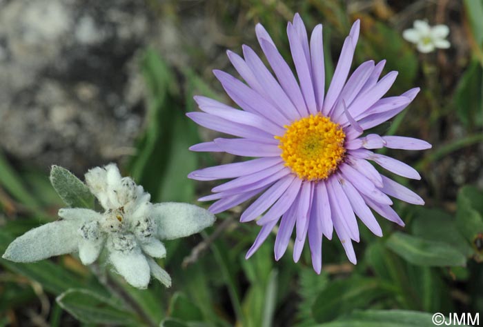 Aster alpinus & Leontopodium alpinum