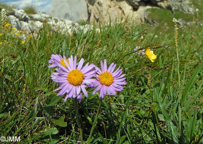 Aster alpinus & Polygonum viviparum