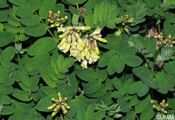 Astragalus frigidus