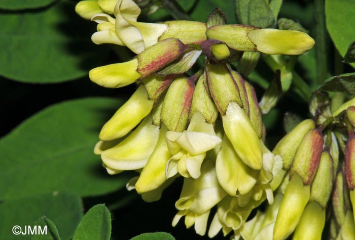 Astragalus frigidus