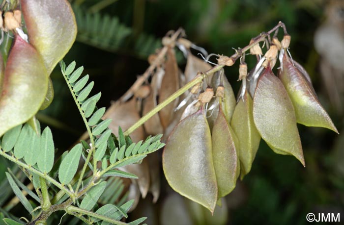 Astragalus penduliflorus