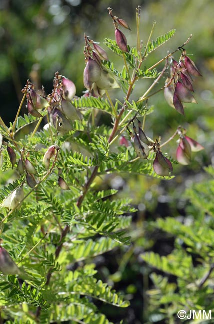 Astragalus penduliflorus