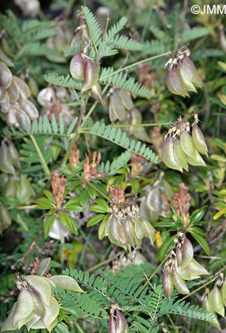 Astragalus penduliflorus