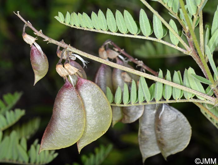 Astragalus penduliflorus