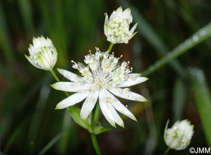 Astrantia carniolica