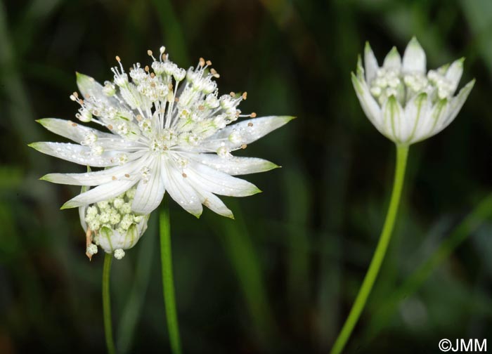 Astrantia carniolica