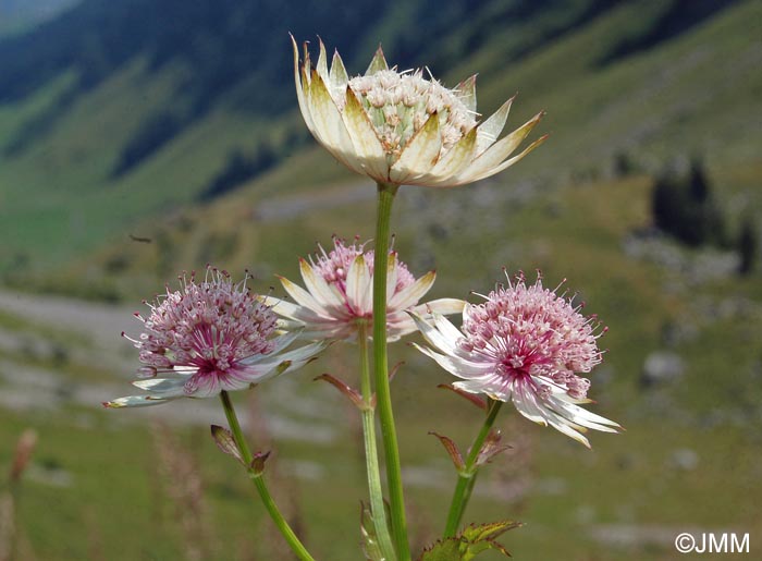 Astrantia major