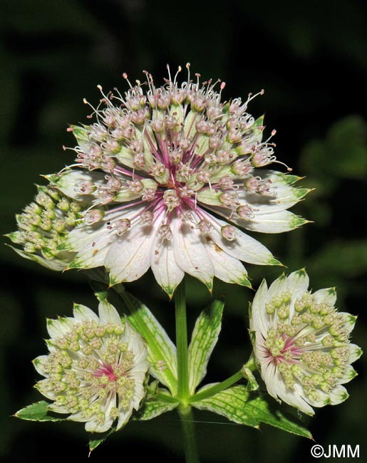 Astrantia major