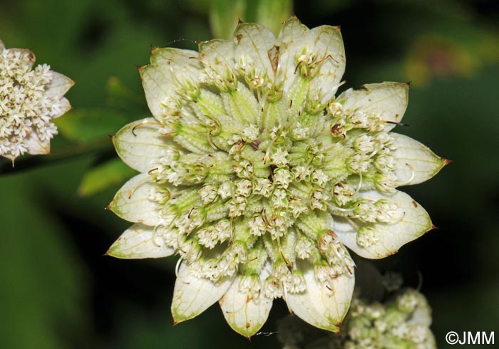 Astrantia major