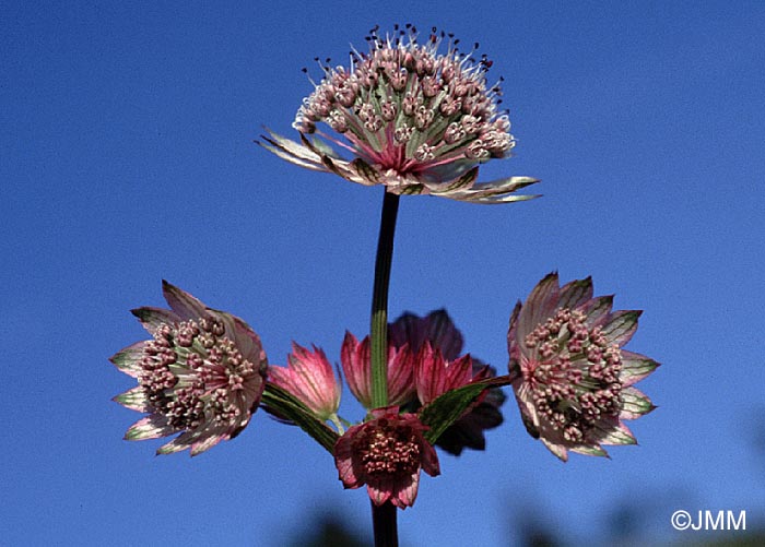 Astrantia major