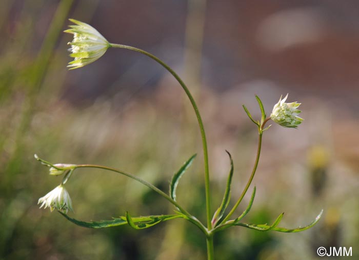 Astrantia minor