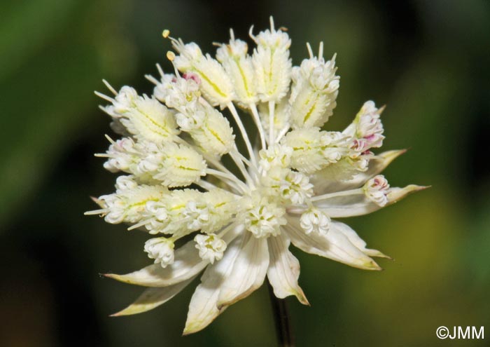 Astrantia minor