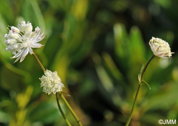 Astrantia minor