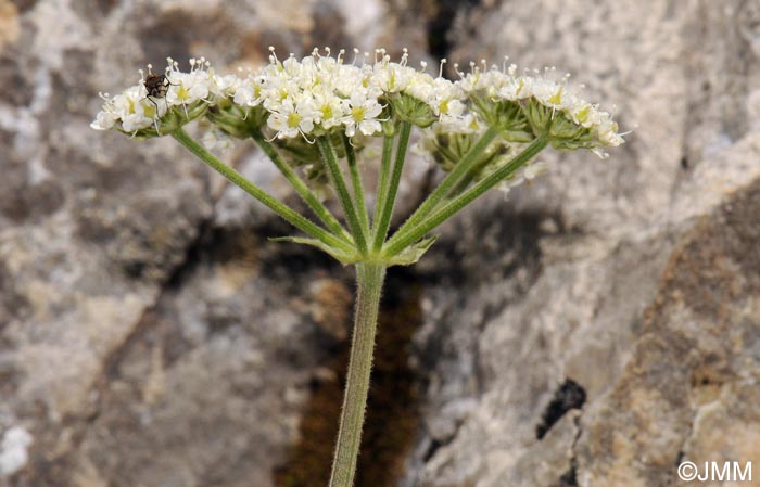 Athamanta cretensis