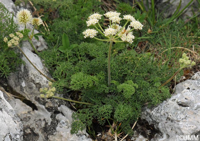 Athamanta cretensis