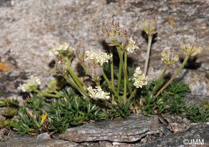 Athamanta cretensis