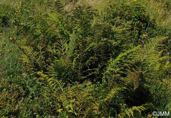 Athyrium distentifolium