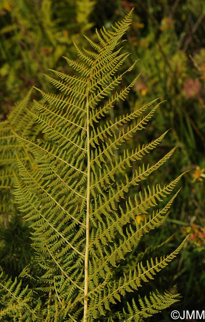 Athyrium distentifolium