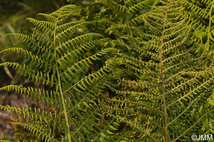 Athyrium distentifolium