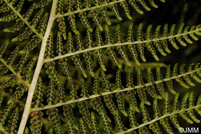 Athyrium distentifolium