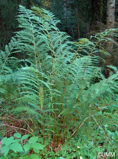 Athyrium filix-femina