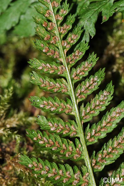 Athyrium filix-femina