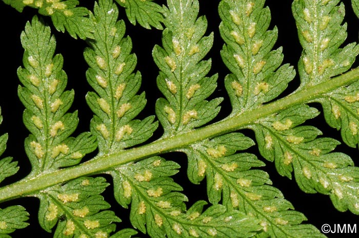 Athyrium filix-femina