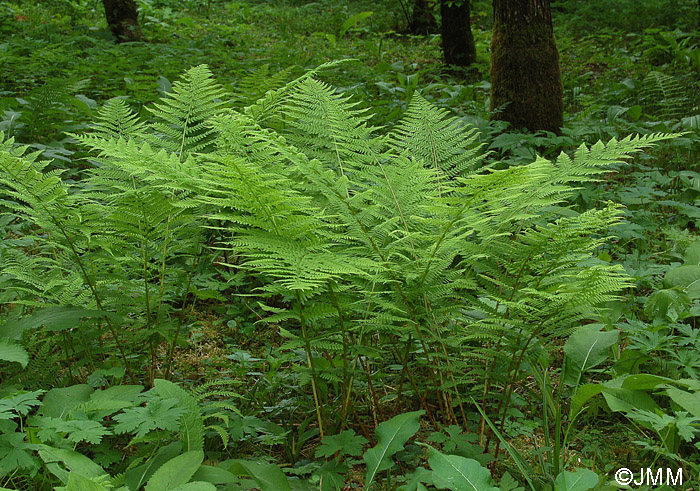 Athyrium filix-femina