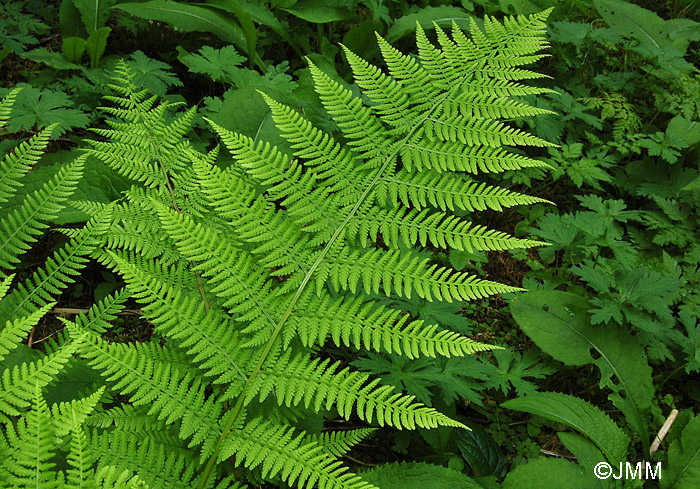 Athyrium filix-femina