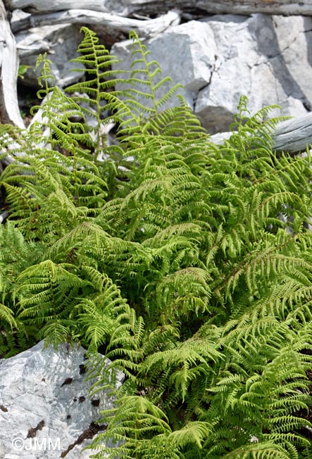 Athyrium filix-femina