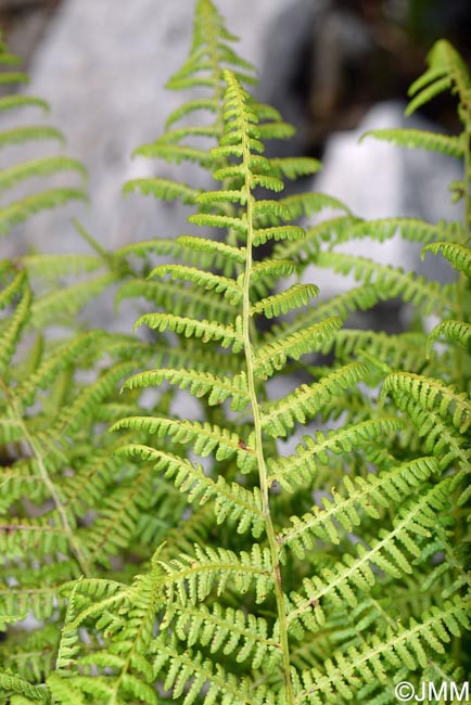 Athyrium filix-femina