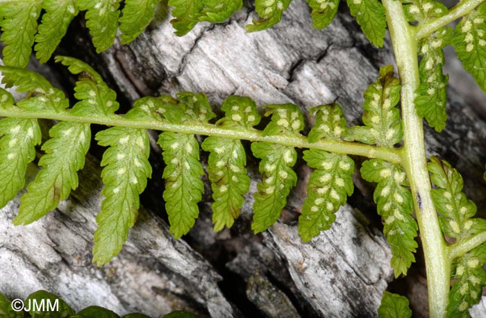 Athyrium filix-femina