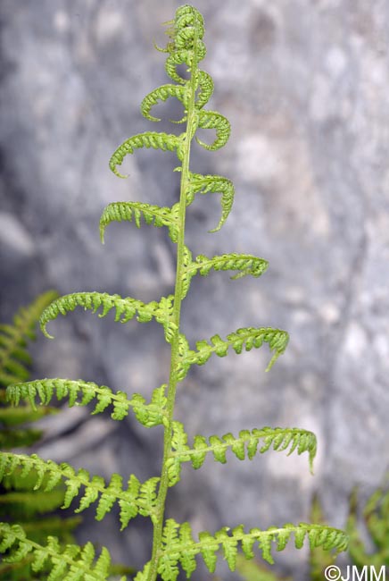 Athyrium filix-femina