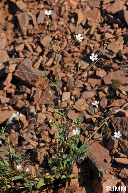 Atocion rupestre = Silene rupestris