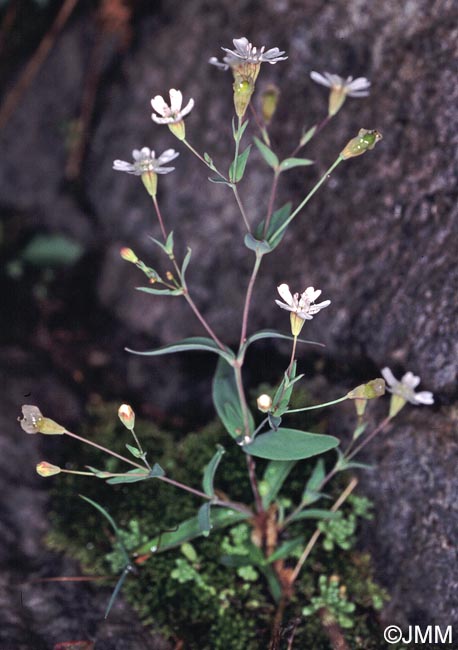 Atocion rupestre = Silene rupestris