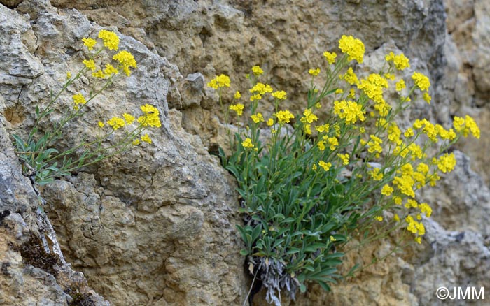 Aurinia saxatilis