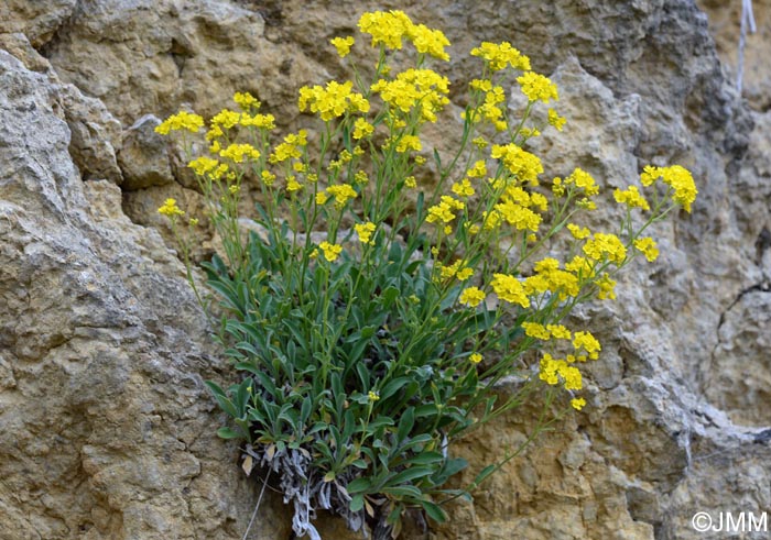 Aurinia saxatilis