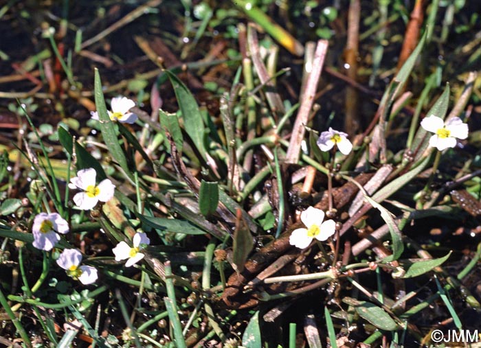 Baldellia ranunculoides = Alisma ranunculoides